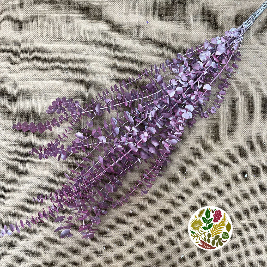 Eucalyptus 'Baby Blue' (Preserved & Painted) (DRY) (Various Colours)