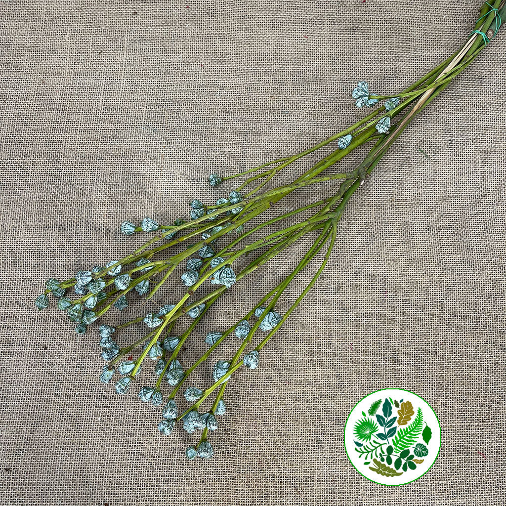 Eucalyptus 'Pods' (Various Sizes)