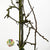 Tree 'Pear Branch' (Various Sizes) 2m