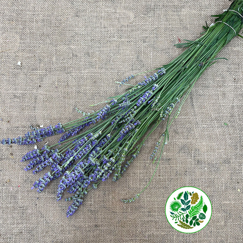 Lavender &#39;Angustifolia&#39; Italian (Various Sizes) 60cm