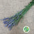 Lavender 'Angustifolia' Italian (Various Sizes) 60cm