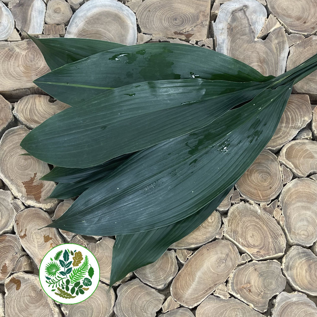 Aspidistra &#39;Green&#39; (Various Lengths)