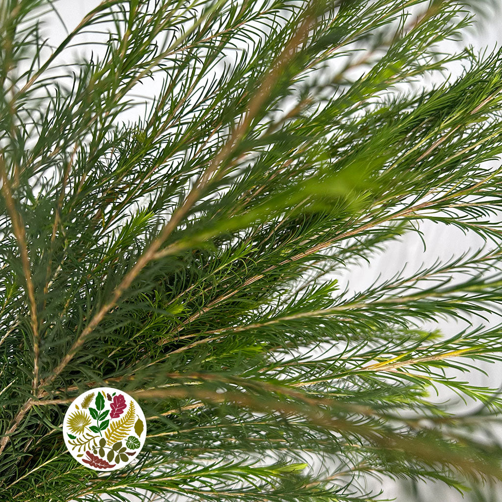 Melaleuca (Cultivated) 60-70cm (x10)
