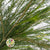 Melaleuca (Cultivated) 60-70cm (x10)