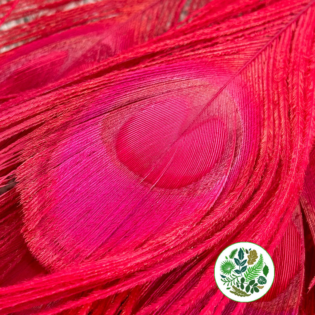 Feathers &#39;Peacock&#39; 90-100cm (x10) (Various Colours)