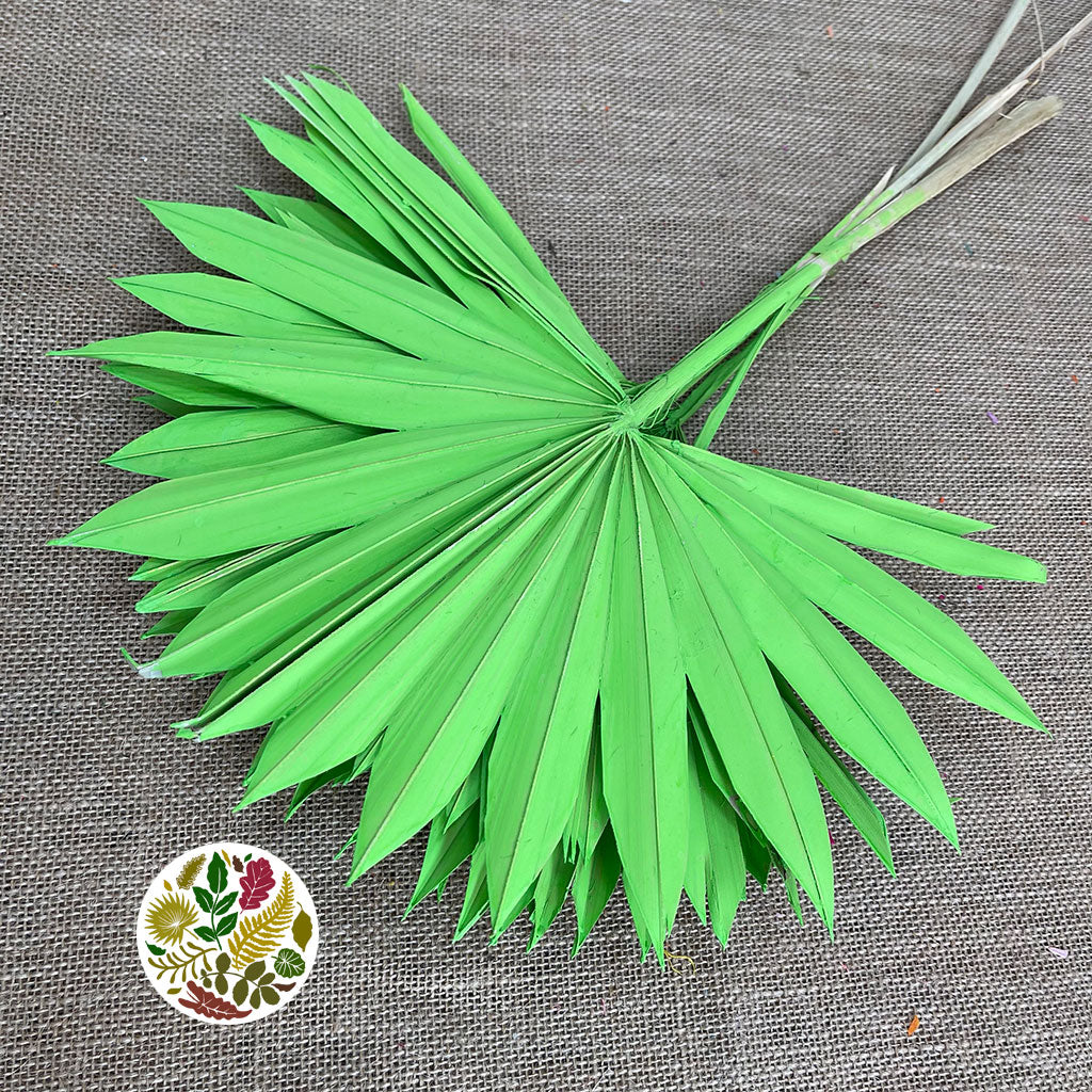 Palm &#39;Fan Palm&#39; (Painted) (DRY) (Various Colours) (x6) 45-55cm