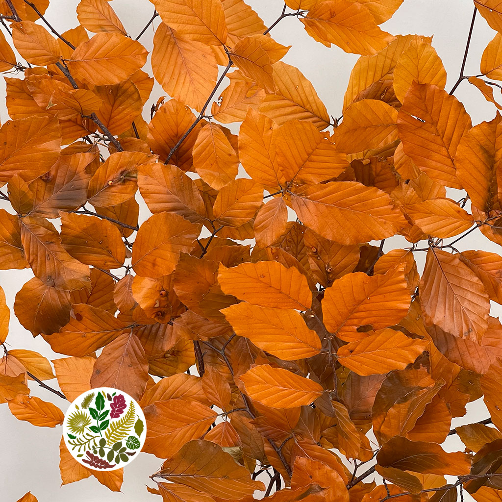 Beech &#39;Stabilized&#39; (Coloured) 60-80cm (DRY) (150g)