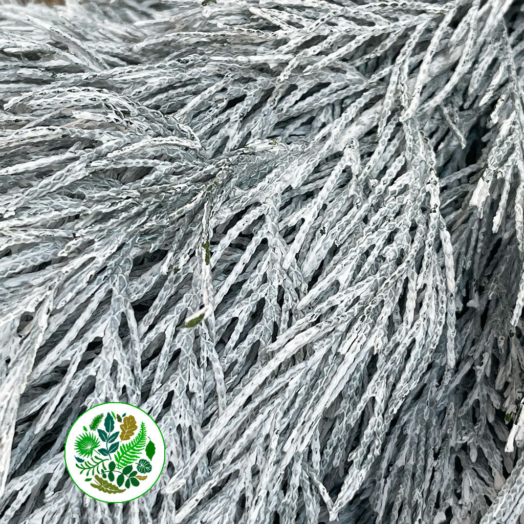 Conifer (Painted) (Various Colours)