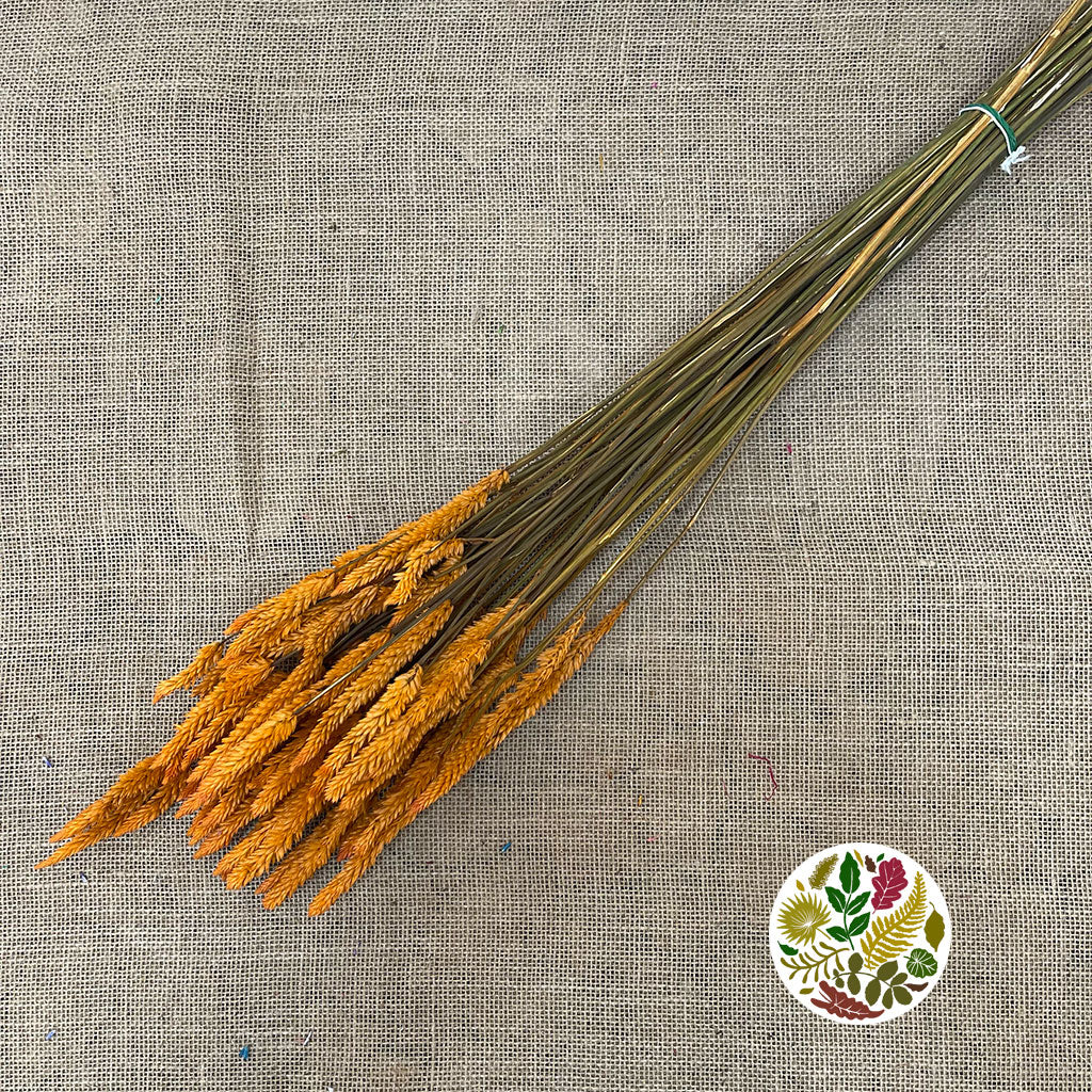 Celosia 'Dragon's Breath' (Painted) (DRY) (Various Colours) 65cm