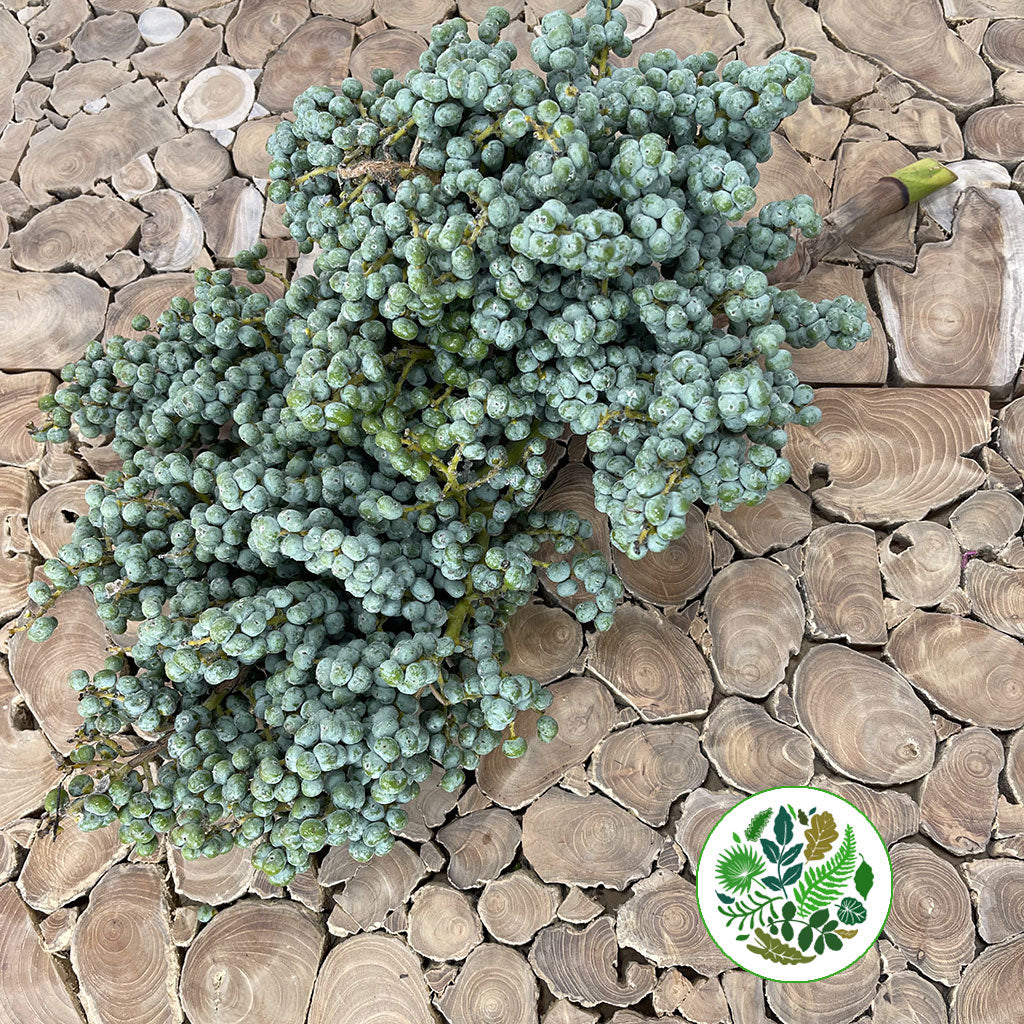 Palm 'Date Crown' (Various Sizes)