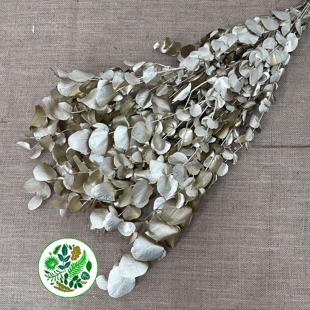 Eucalyptus 'Cinerea' (Painted) (Various Colours)