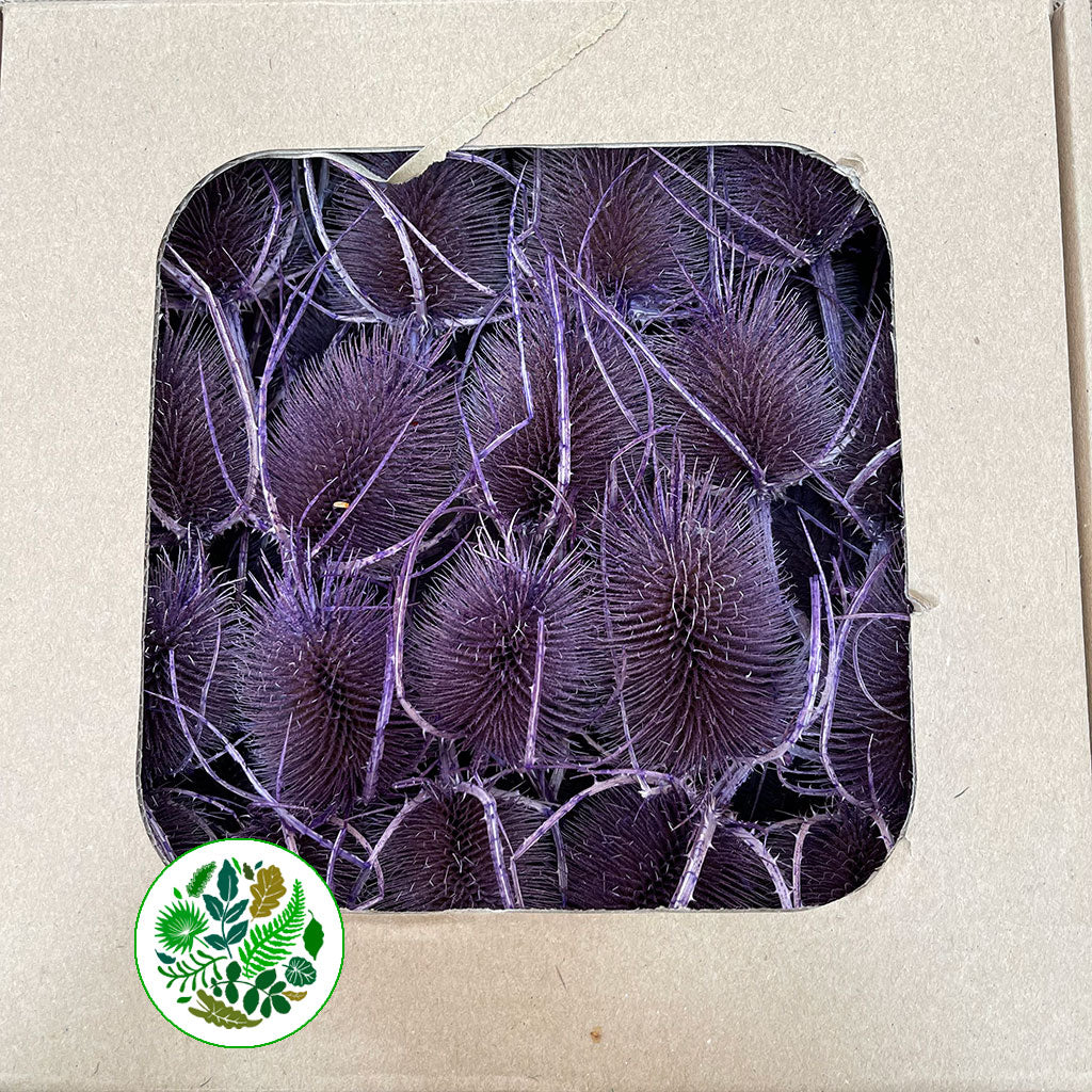 Thistle &#39;Heads&#39; (Coloured/Bleached) (DRY) (Various Colours)