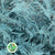 Fern 'Asparagus' (Painted) 85cm (Various Colours) (x50)