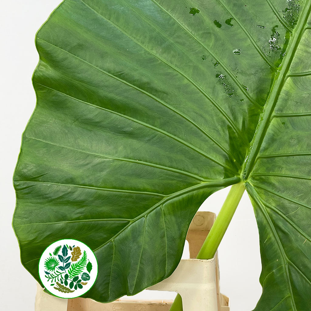 Alocasia &#39;Colocasia&#39; Leaves (Green) (Various Sizes)