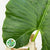 Alocasia 'Colocasia' Leaves (Green) (Various Sizes)