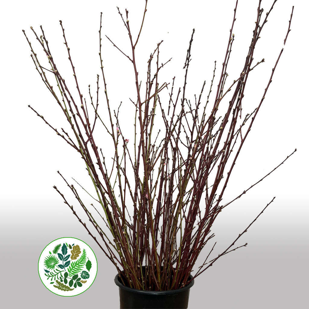 Blossom &#39;Pink&#39; (Peach) &#39;Single&#39; (Cultivated) (Various Lengths)