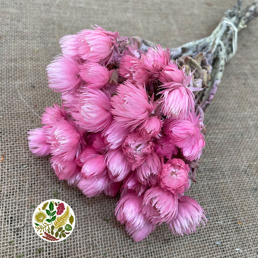 Helichrysum &#39;Capsbloom&#39; (Painted) (DRY) (Various Colours)