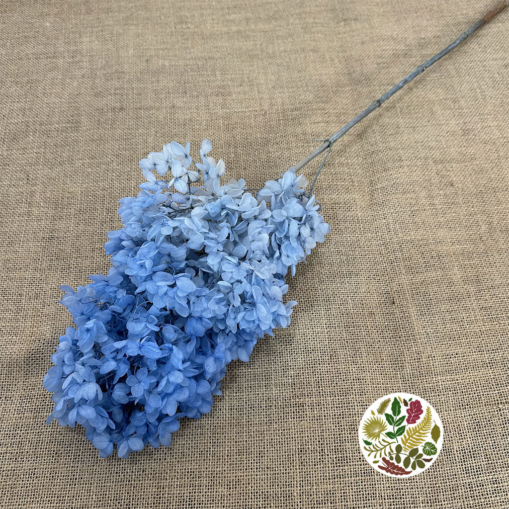 Hydrangea Flower 'Anna' 70cm (Various Colours) (Bleached) (DRY)