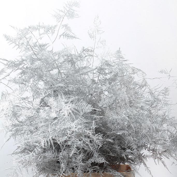 Fern 'Asparagus' (Painted) 85cm (Various Colours) (x50)