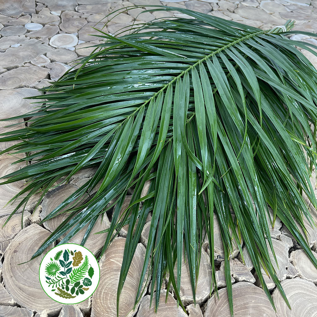 Palm &#39;Phoenix&#39; Leaves (Various Sizes)