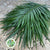 Palm 'Phoenix' Leaves (Various Sizes)