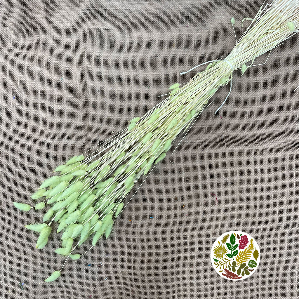 Grass 'Lagurus' (Painted/Bleached) (DRY) (Various Colours)