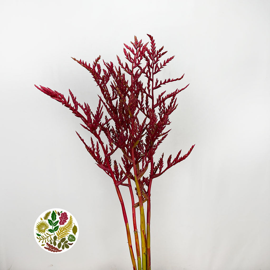 Bromelia 'Red Paloma' (Various Lengths)