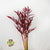 Bromelia 'Red Paloma' (Various Lengths)