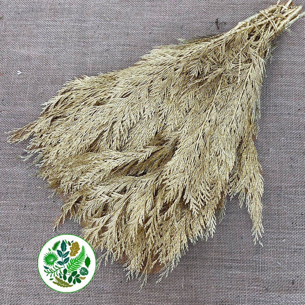 Conifer (Painted) (Various Colours)