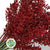Ruscus 'Wild' (Painted & Glitter) (DRY) (x5)