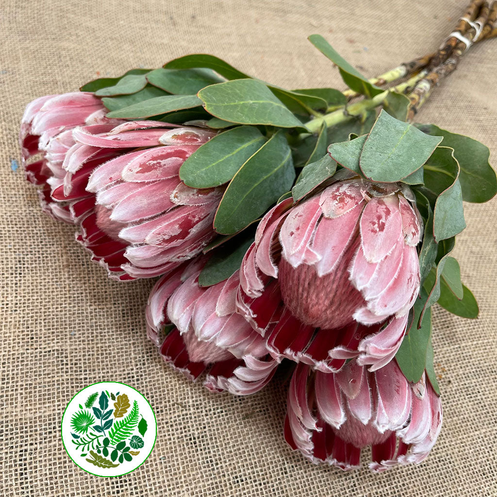 Protea 'Carnival' (Various lengths)