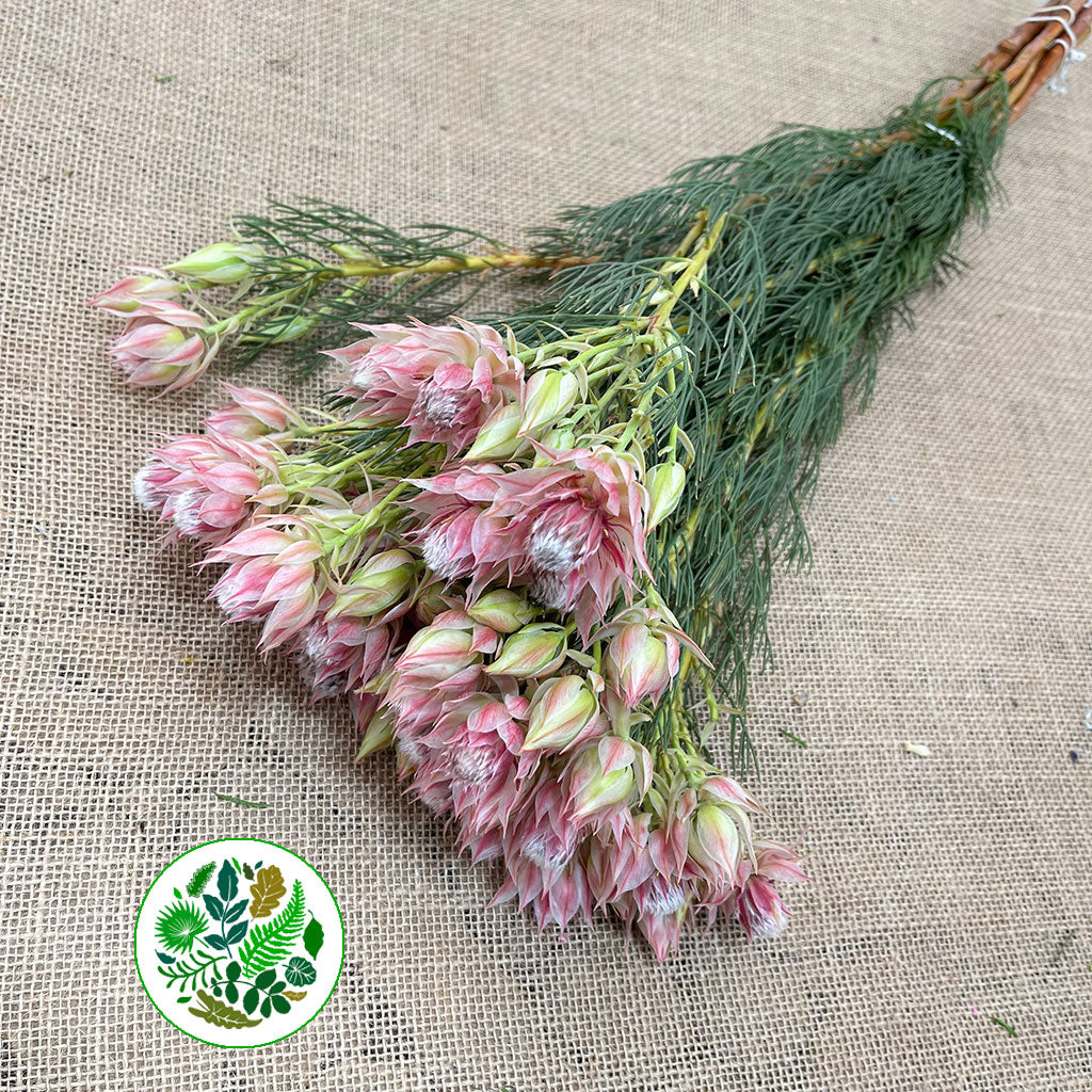 Protea &#39;Blushing Brides&#39; (Pink) (Various Sizes)