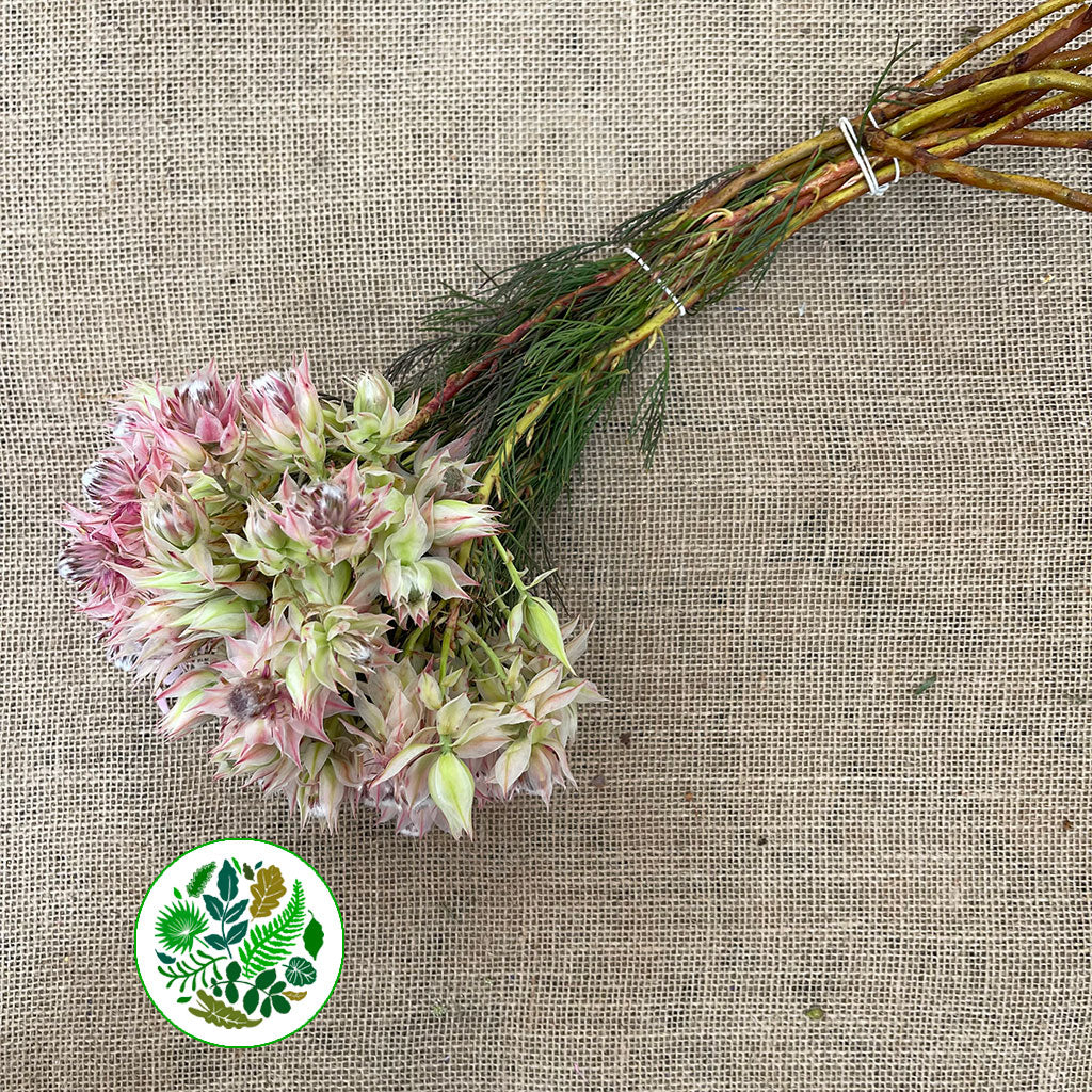 Protea &#39;Blushing Brides&#39; (Pink) (Various Sizes)