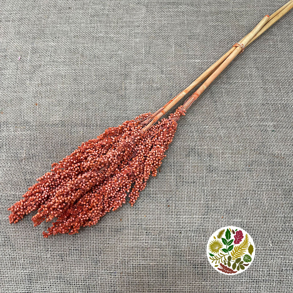 Grass 'Sorgum' (Painted) (DRY) (Various Colours) 70cm (x3)