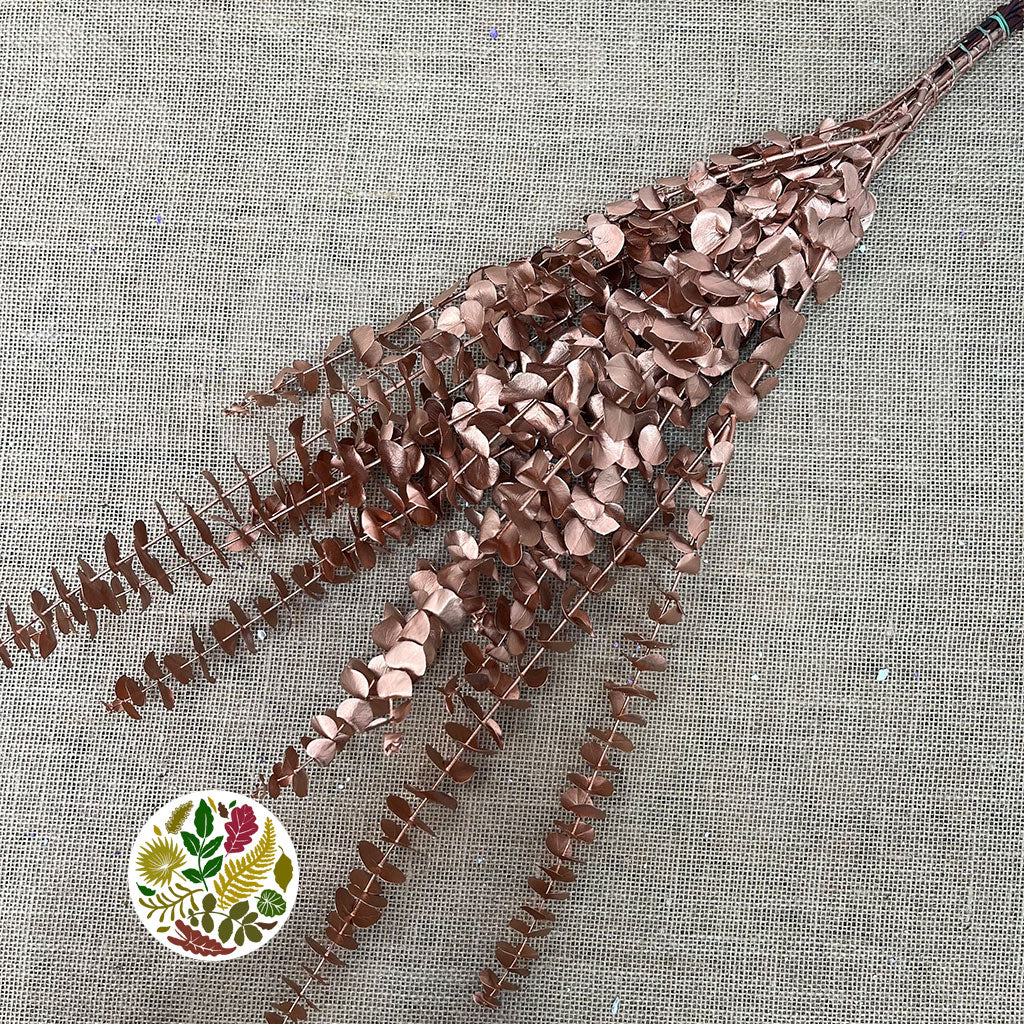 Eucalyptus 'Baby Blue' (Preserved & Painted) (DRY) (Various Colours)