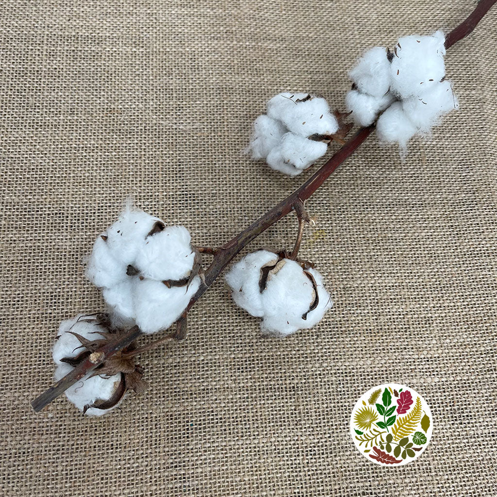 Cotton &#39;Stems&#39; (DRY) (Various Sizes)