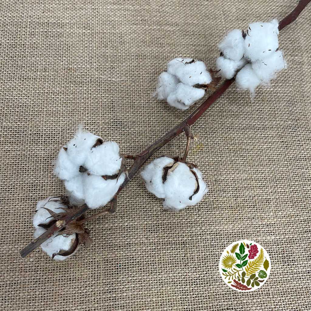 Cotton 'Stems' (DRY) (Various Sizes)