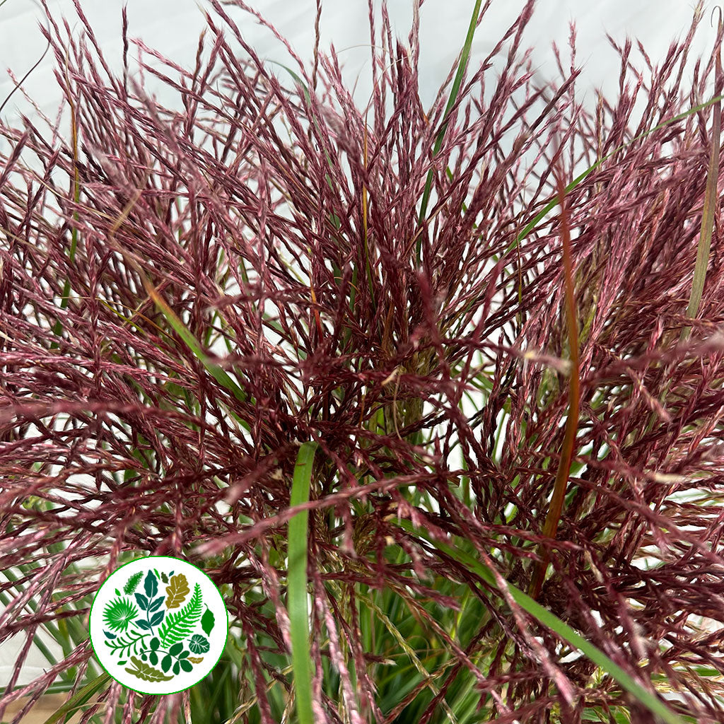 Grass 'Miscanthus' (Krater) (x10)
