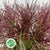 Grass 'Miscanthus' (Krater) (x10)