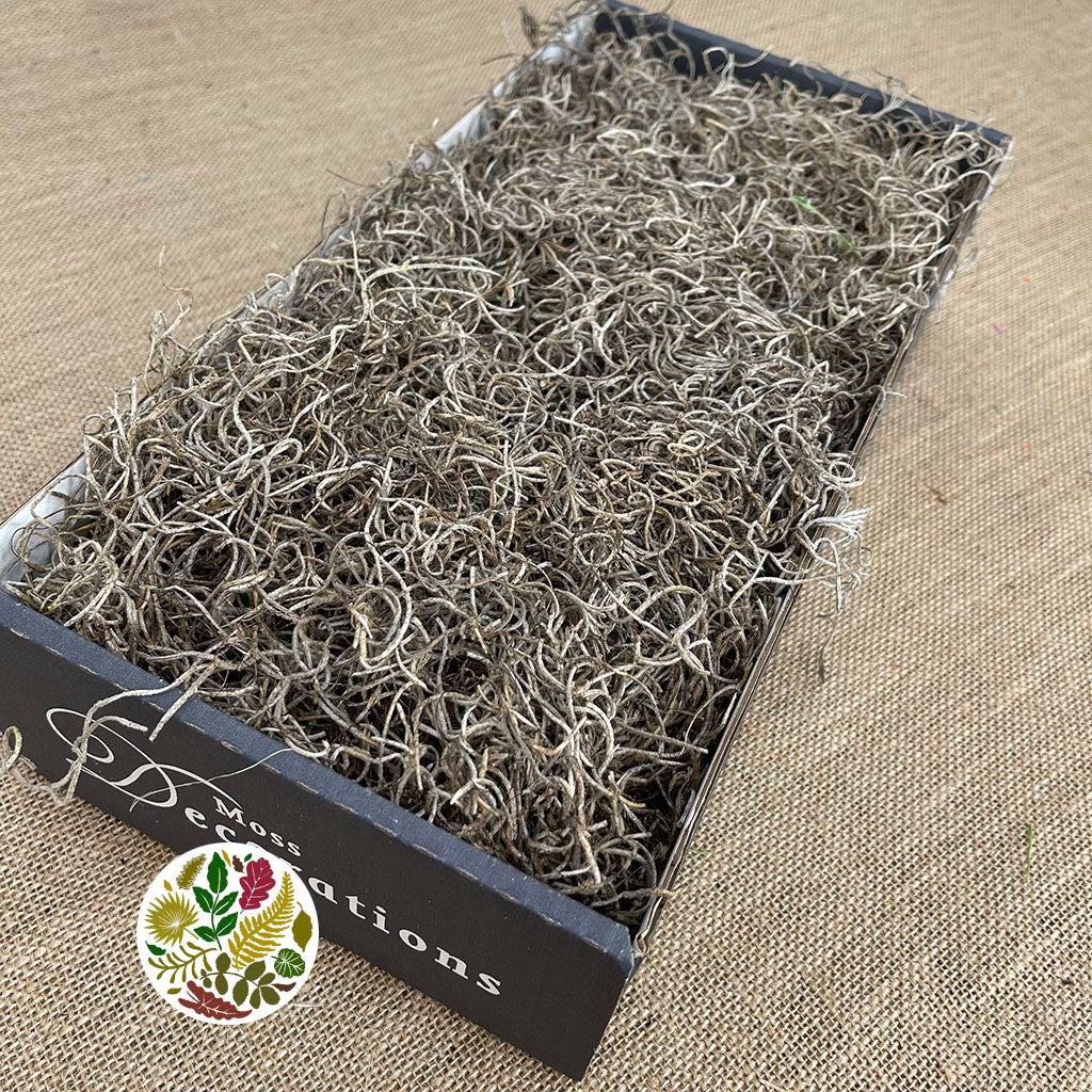 Moss &#39;Spanish Moss&#39; (DRY) (Natural) (Various Sizes)