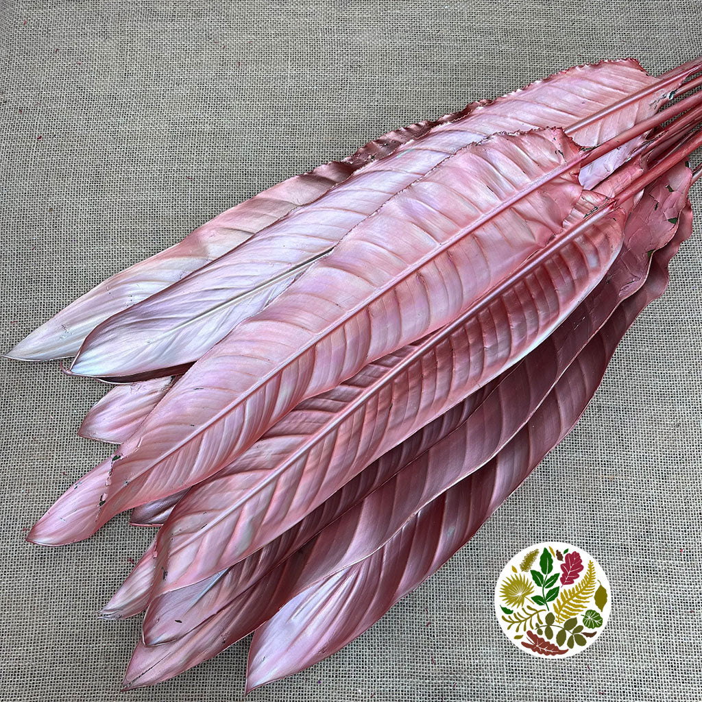 Strelitzia &#39;Leaves&#39; (Fresh) (Painted) (Various Colours) (x10)