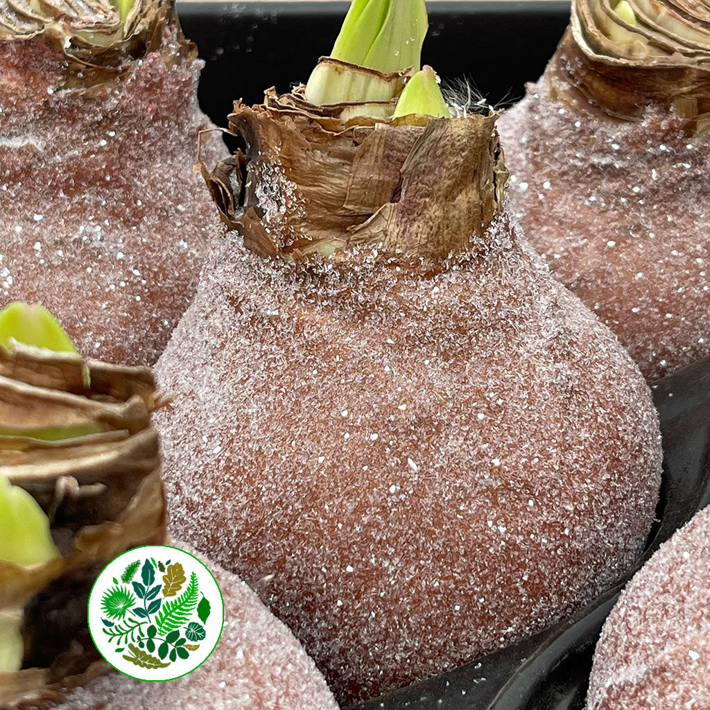 Wax 'Amaryllis' (Various Colours)