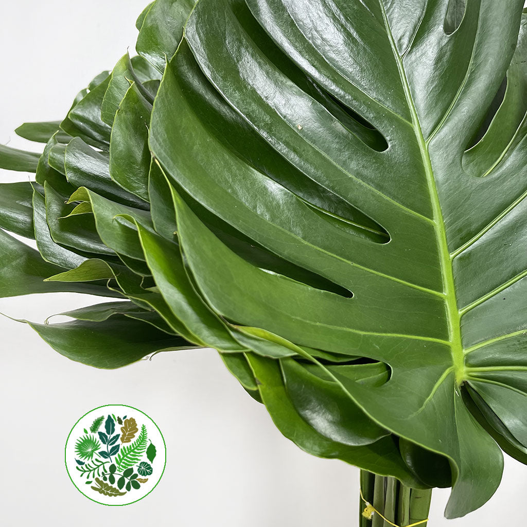 bleached monstera leaves Monstera 'Leaves' (Bleached) (DRY) 50cm (x5)