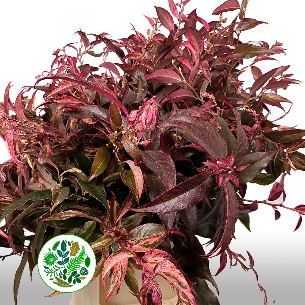 Leucothoe &#39;Rainbow&#39; (Aspirated Red) (Different Sizes)