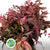 Leucothoe 'Rainbow' (Aspirated Red) (Different Sizes)