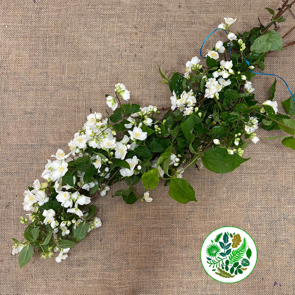 Philadelphus &#39;Mock Orange&#39; (Wild) (Various Sizes)