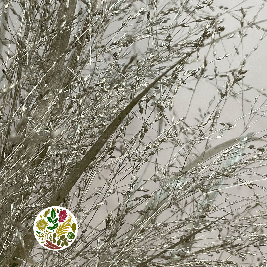 Grass 'Panicum' (Painted) (Fountain Grass) (Various Colours)