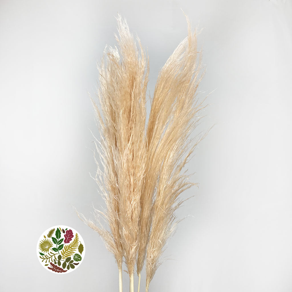 Grass &#39;Pampas&#39; (Evita) (Bleached) (DRY) (Various Sizes)