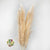 Grass 'Pampas' (Evita) (Bleached) (DRY) (Various Sizes)
