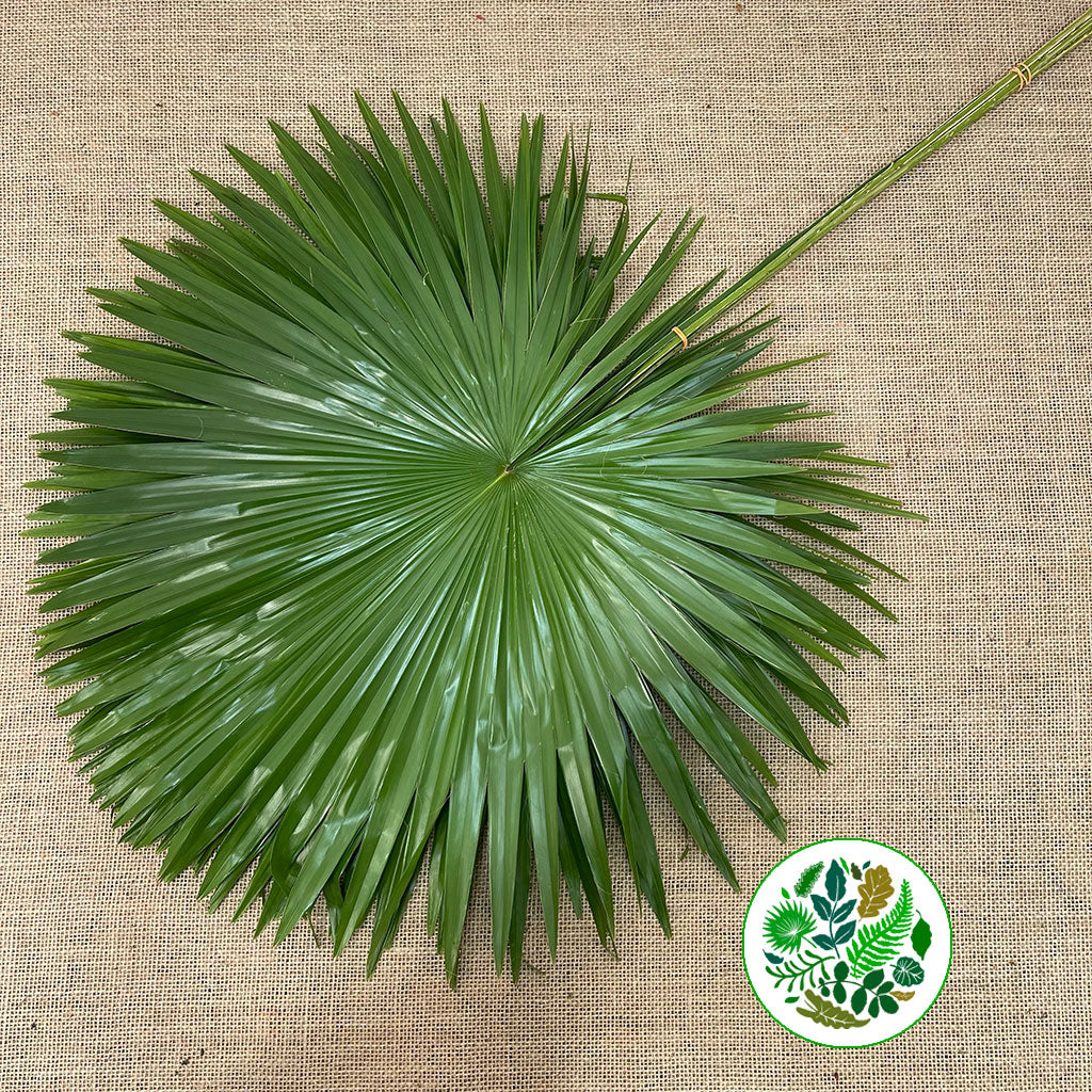 Palm &#39;Livistonia&#39; Rotundifolia Leaves (Various Sizes)